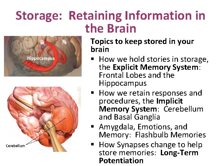 Storage: Retaining Information in the Brain Topics to keep stored in your brain §