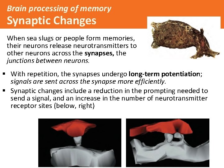 Brain processing of memory Synaptic Changes When sea slugs or people form memories, their