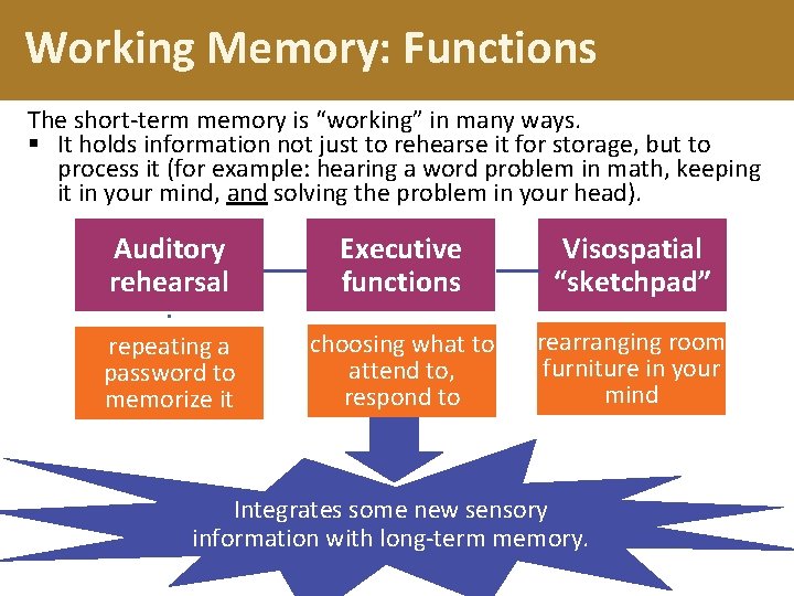 Working Memory: Functions The short-term memory is “working” in many ways. § It holds