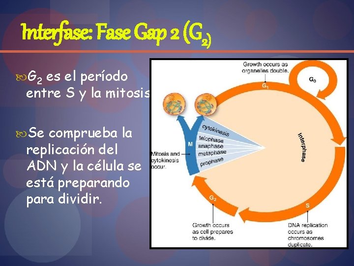 Interfase: Fase Gap 2 (G 2) G 2 es el período entre S y