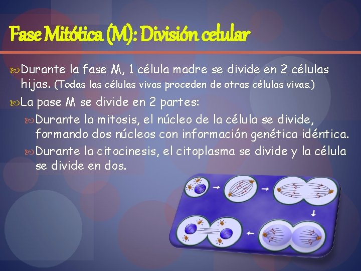 Fase Mitótica (M): División celular Durante la fase M, 1 célula madre se divide