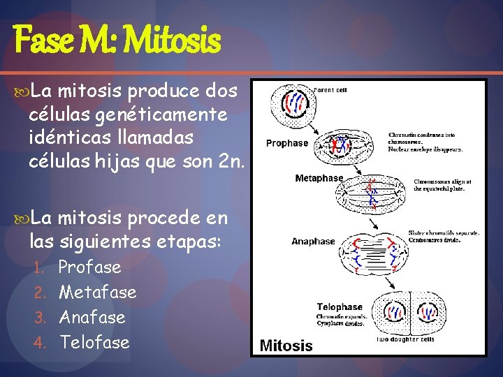 Fase M: Mitosis La mitosis produce dos células genéticamente idénticas llamadas células hijas que