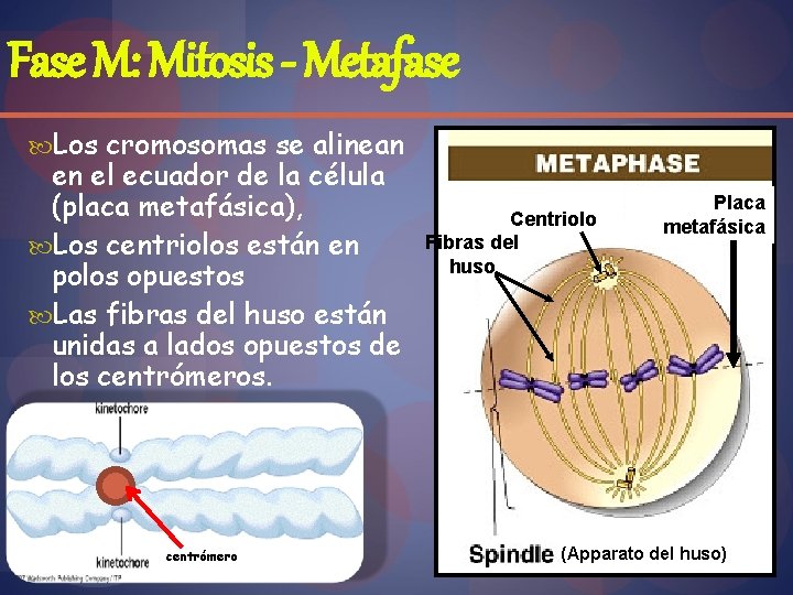 Fase M: Mitosis - Metafase Los cromosomas se alinean en el ecuador de la