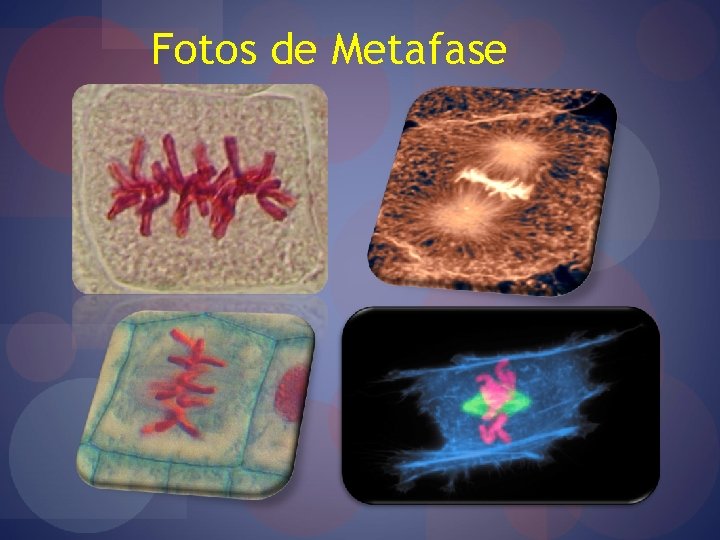 Fotos de Metafase 