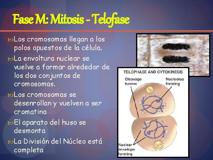 Fase M: Mitosis - Telofase Los cromosomas llegan a los polos opuestos de la