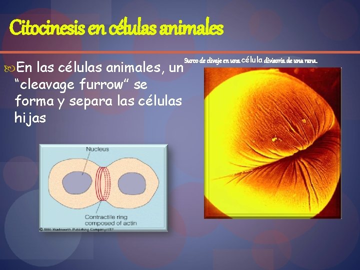 Citocinesis en células animales En las células animales, un “cleavage furrow” se forma y