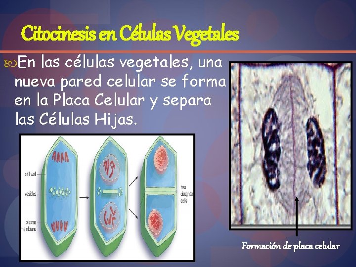 Citocinesis en Células Vegetales En las células vegetales, una nueva pared celular se forma