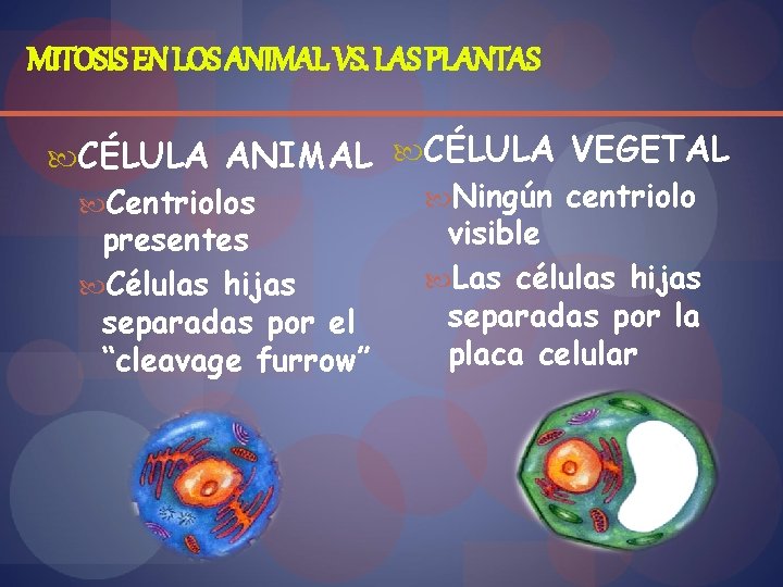MITOSIS EN LOS ANIMAL VS. LAS PLANTAS CÉLULA ANIMAL CÉLULA VEGETAL Ningún centriolo Centriolos