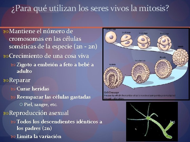 ¿Para qué utilizan los seres vivos la mitosis? Mantiene el número de cromosomas en