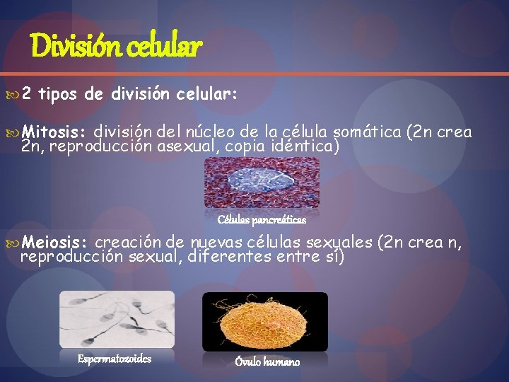 División celular 2 tipos de división celular: Mitosis: división del núcleo de la célula
