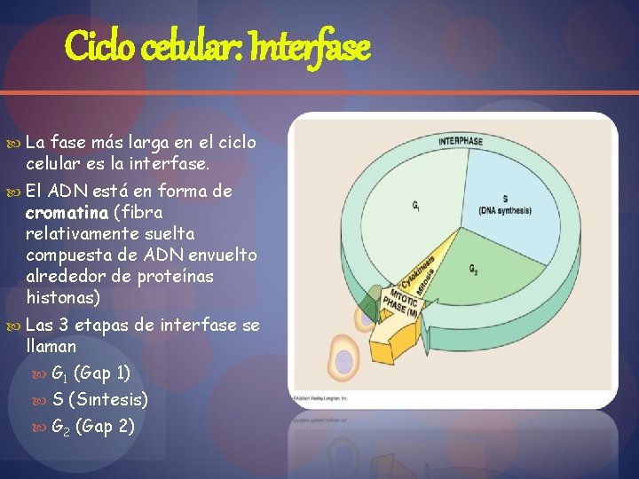 Ciclo celular: Interfase La fase más larga en el ciclo celular es la interfase.