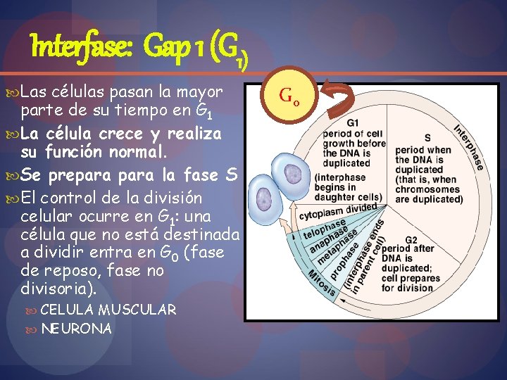 Interfase: Gap 1 (G 1) Las células pasan la mayor parte de su tiempo