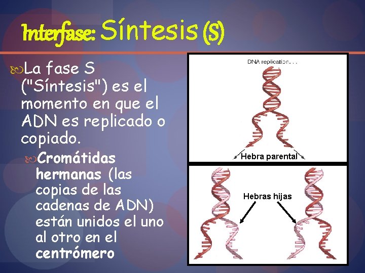 Interfase: Síntesis (S) La fase S ("Síntesis") es el momento en que el ADN
