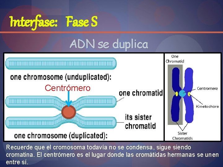 Interfase: Fase S ADN se duplica Centrómero Recuerde que el cromosoma todavía no se