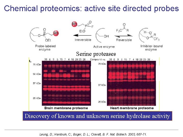 Chemical proteomics: active site directed probes Serine proteases Discovery of known and unknown serine