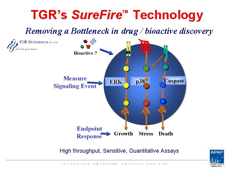 TGR’s Sure. Fire Technology TM Removing a Bottleneck in drug / bioactive discovery High