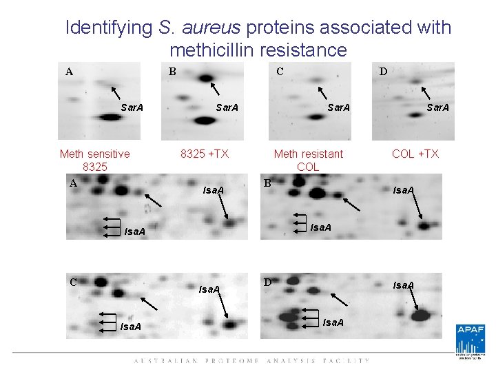 Identifying S. aureus proteins associated with methicillin resistance A B Sar. A Meth sensitive