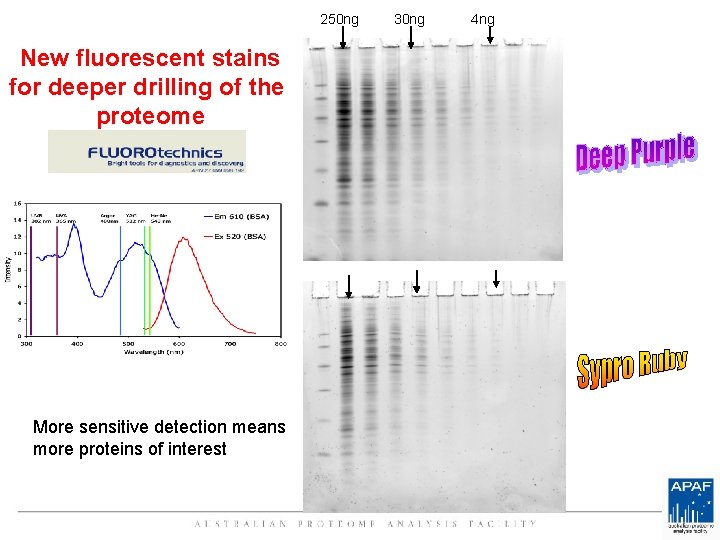 250 ng New fluorescent stains for deeper drilling of the proteome More sensitive detection