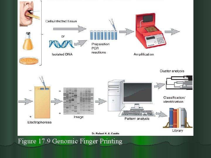 Figure 17. 9 Genomic Finger Printing 