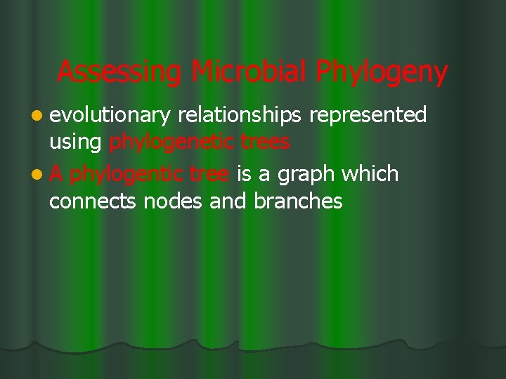Assessing Microbial Phylogeny l evolutionary relationships represented using phylogenetic trees l A phylogentic tree