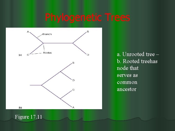 Phylogenetic Trees a. Unrooted tree – b. Rooted treehas node that serves as common