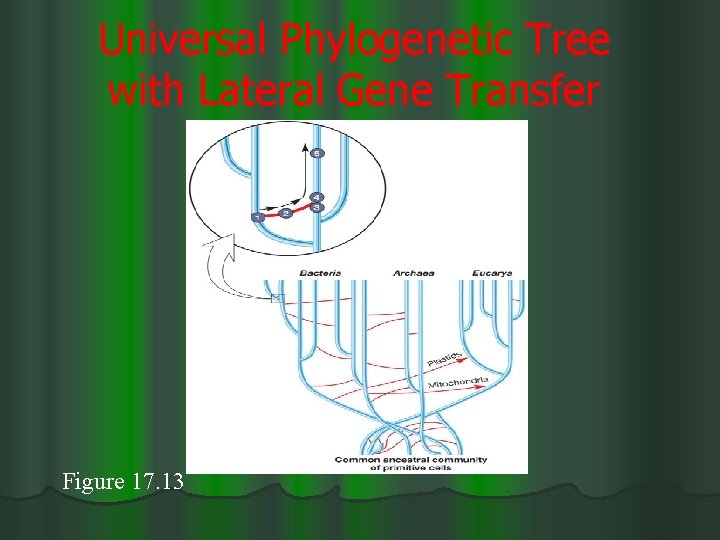 Universal Phylogenetic Tree with Lateral Gene Transfer Figure 17. 13 