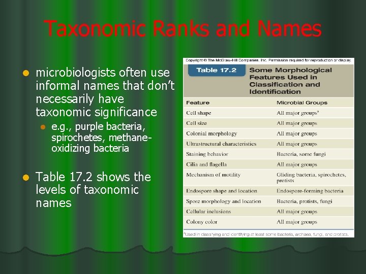 Taxonomic Ranks and Names l microbiologists often use informal names that don’t necessarily have