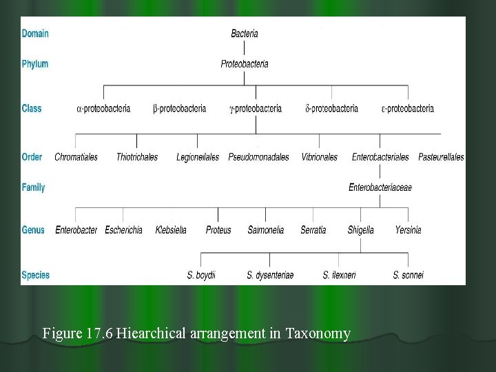 Figure 17. 6 Hiearchical arrangement in Taxonomy 