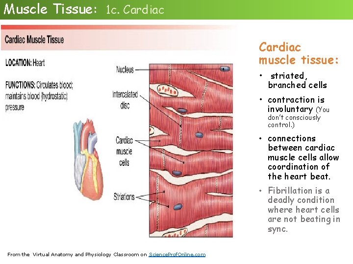 Muscle Tissue: 1 c. Cardiac muscle tissue: • striated, branched cells • contraction is