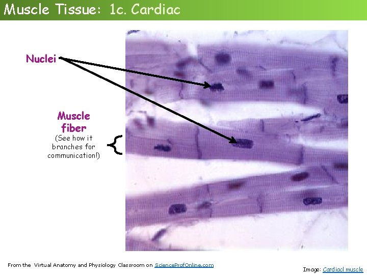 Muscle Tissue: 1 c. Cardiac Nuclei Muscle fiber (See how it branches for communication!)