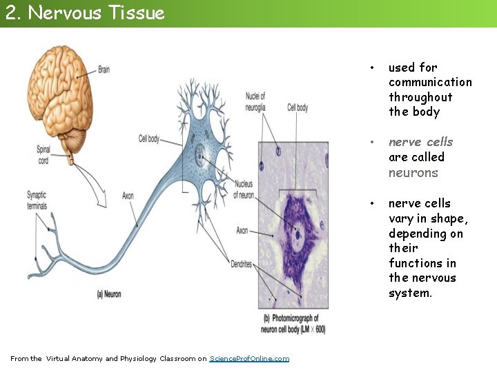 2. Nervous Tissue • used for communication throughout the body • nerve cells are
