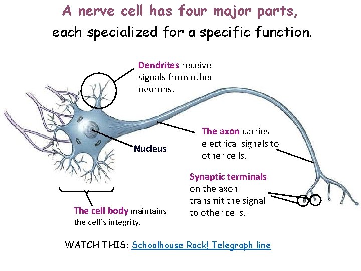 A nerve cell has four major parts, each specialized for a specific function. Dendrites