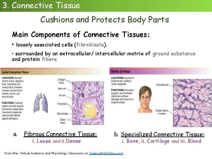 3. Connective Tissue Cushions and Protects Body Parts Main Components of Connective Tissues: •