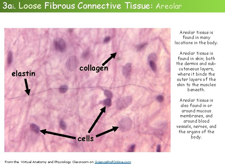 3 ai. Loose Fibrous Connective Tissue: Areolar tissue is found in many locations in