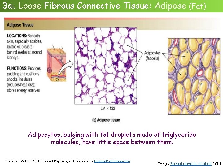 3 ai. Loose Fibrous Connective Tissue: Adipose (Fat) Adipocytes, bulging with fat droplets made