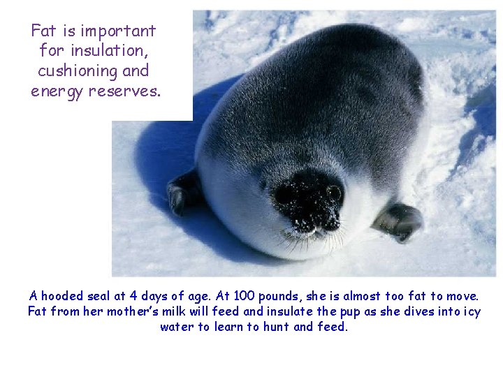 Fat is important for insulation, cushioning and energy reserves. A hooded seal at 4