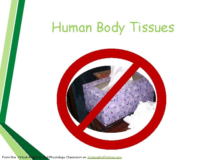 Human Body Tissues From the Virtual Anatomy and Physiology Classroom on Science. Prof. Online.