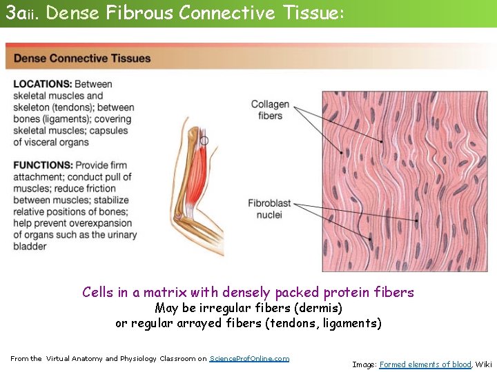 3 aii. Dense Fibrous Connective Tissue: Cells in a matrix with densely packed protein