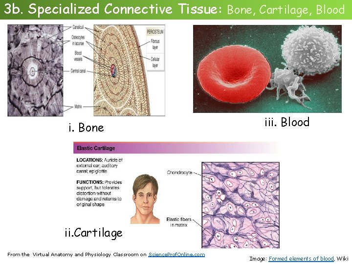 3 b. Specialized Connective Tissue: Bone, Cartilage, Blood i. Bone iii. Blood ii. Cartilage