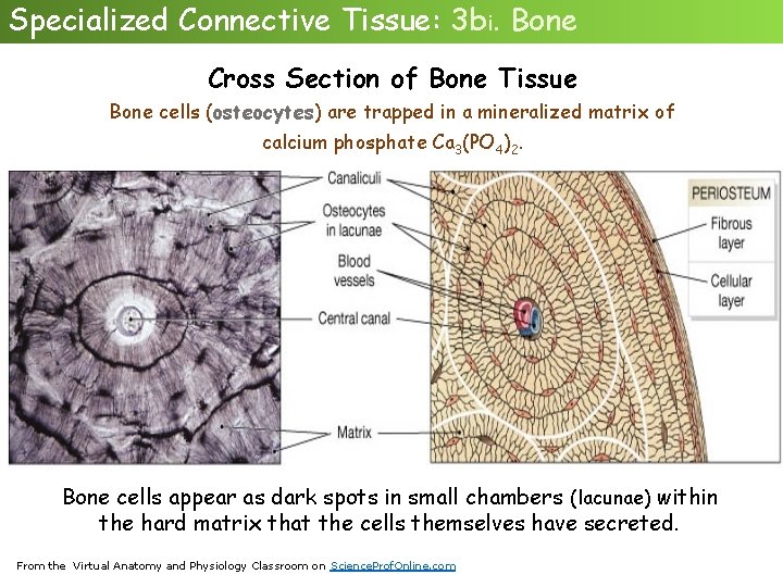 Specialized Connective Tissue: 3 bi. Bone Cross Section of Bone Tissue Bone cells (osteocytes)