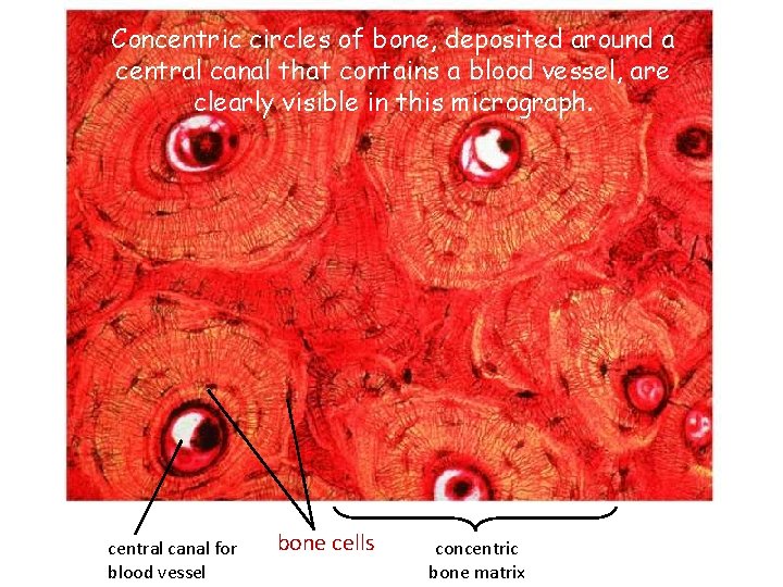 Concentric circles of bone, deposited around a central canal that contains a blood vessel,