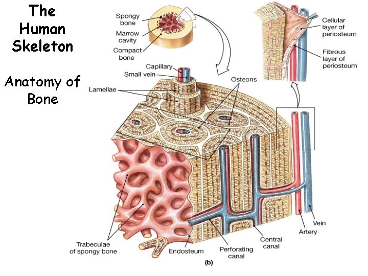 The Human Skeleton Anatomy of Bone 