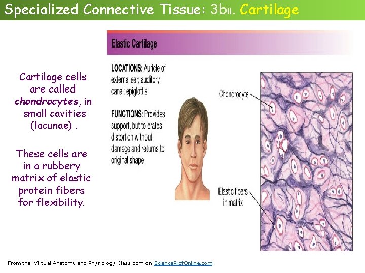 Specialized Connective Tissue: 3 bii. Cartilage cells are called chondrocytes, in small cavities (lacunae).