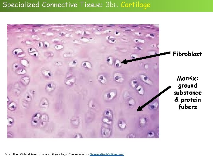 Specialized Connective Tissue: 3 bii. Cartilage * Lab Fibroblast Matrix: ground substance & protein