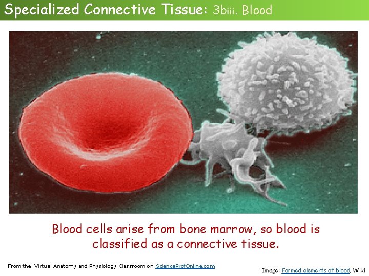 Specialized Connective Tissue: 3 biii. Blood cells arise from bone marrow, so blood is