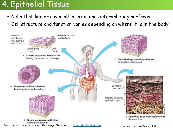 4. Epithelial Tissue • Cells that line or cover all internal and external body