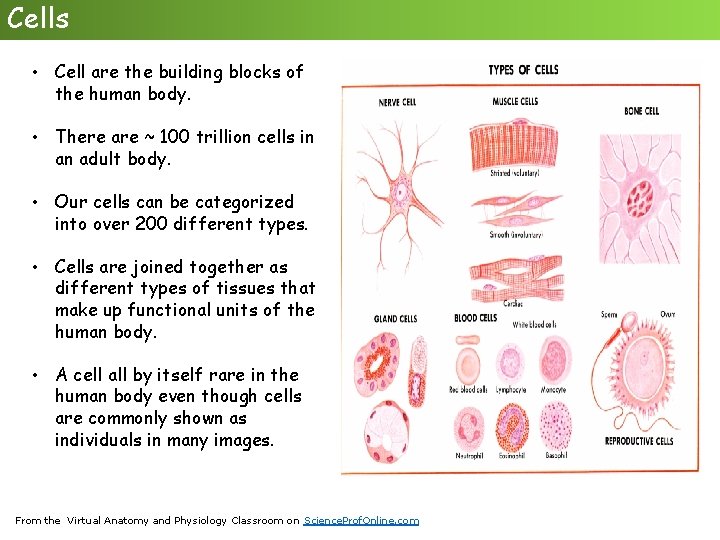 Cells • Cell are the building blocks of the human body. • There are