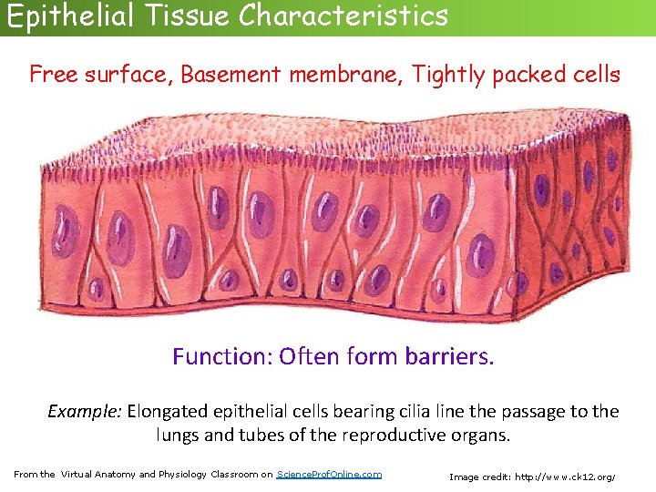 Epithelial Tissue Characteristics Free surface, Basement membrane, Tightly packed cells Function: Often form barriers.