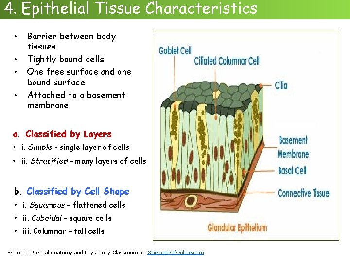 4. Epithelial Tissue Characteristics • • Barrier between body tissues Tightly bound cells One