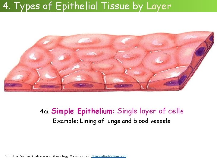 4. Types of Epithelial Tissue by Layer 4 ai. Simple Epithelium: Single layer of
